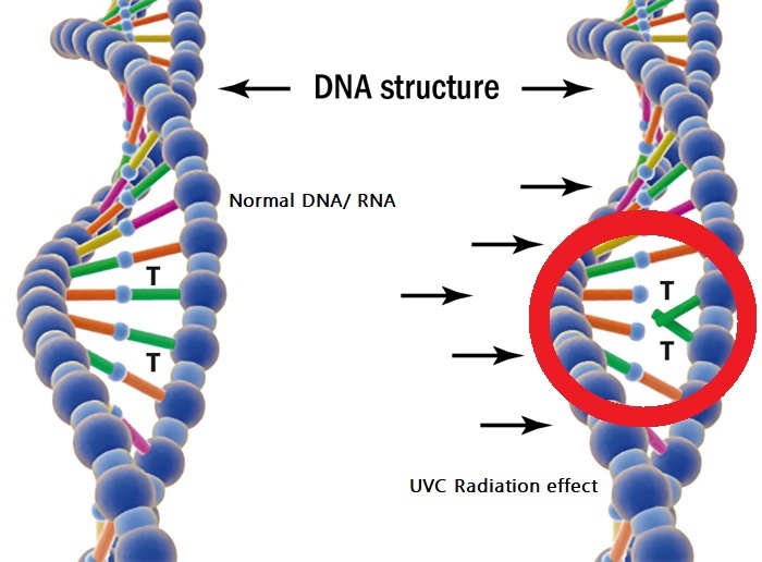 UVC dna structure